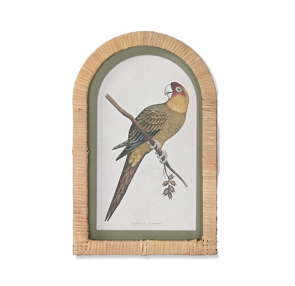 Cuadro con ilustración de loro Carolina estilo vintage