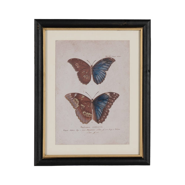 Cuadro mariposas paspartú (modelo 4) - Brocantia